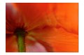Mohn A 05